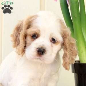 Orchid, Cocker Spaniel Puppy