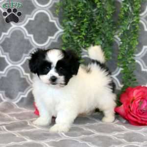 Oreo, Shih Tzu Puppy