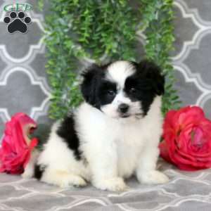 Oreo, Shih Tzu Puppy