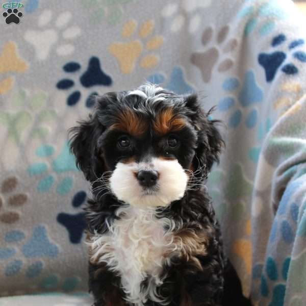 Oreo, Cockapoo Puppy