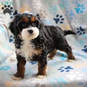 Oreo, Cockapoo Puppy