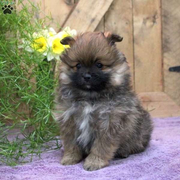 Orphie, Pomeranian Puppy