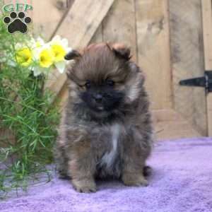Orphie, Pomeranian Puppy