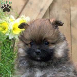 Orphie, Pomeranian Puppy