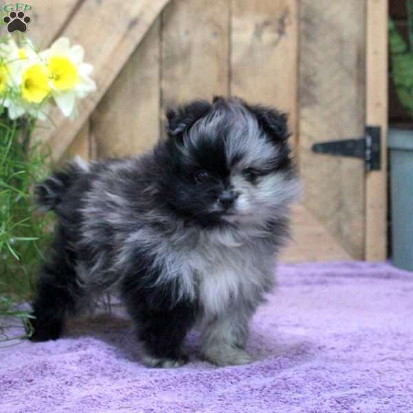 Oscar, Pomeranian Puppy