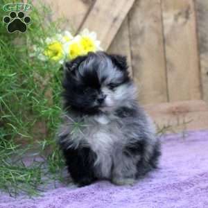 Oscar, Pomeranian Puppy