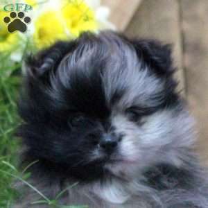 Oscar, Pomeranian Puppy