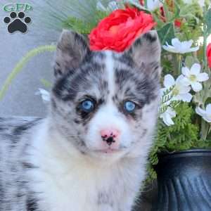 Oscar, Pomsky Puppy