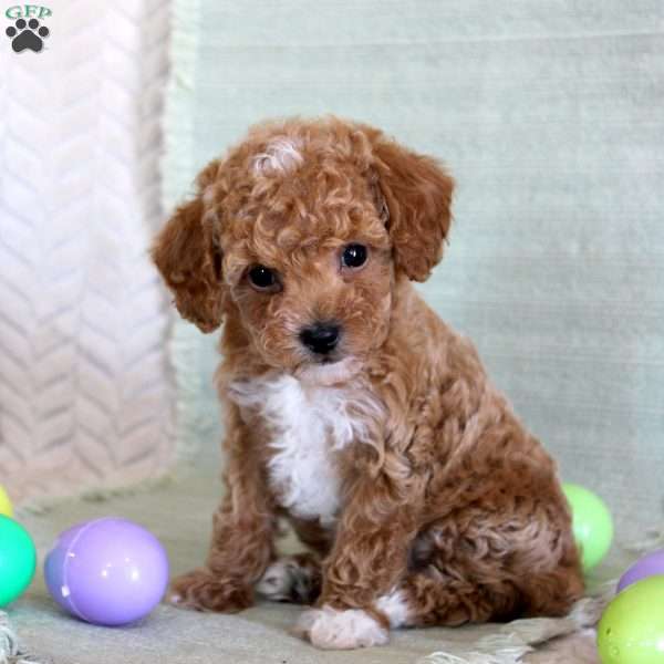 Oscar, Toy Poodle Puppy