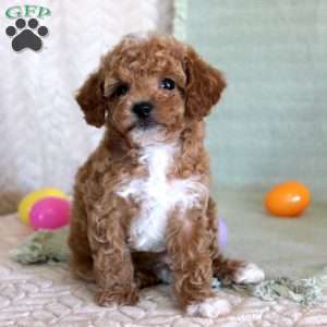 Oscar, Toy Poodle Puppy