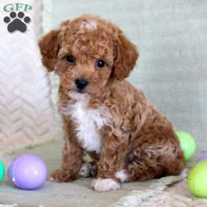 Oscar, Toy Poodle Puppy
