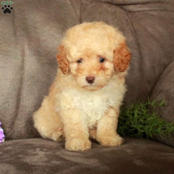 Otis, Toy Poodle Puppy