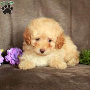 Otis, Toy Poodle Puppy