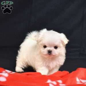 Otis, Maltese Puppy