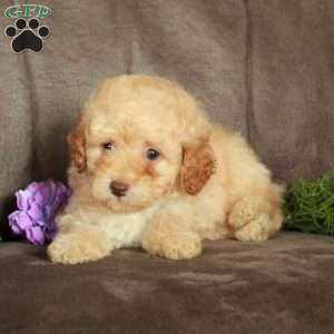 Otis, Toy Poodle Puppy