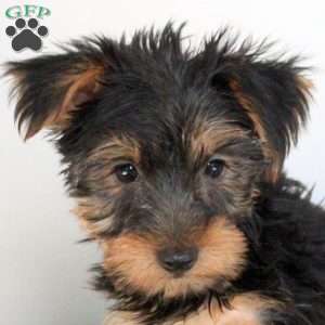 Otto, Yorkie Puppy