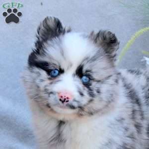Ozzie, Pomsky Puppy