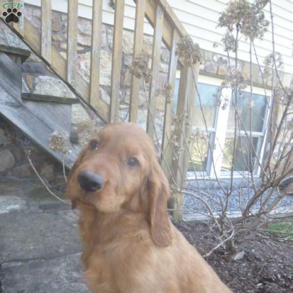 Ronni, Golden Irish Puppy