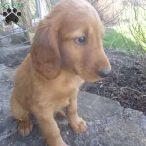 Ronni, Golden Irish Puppy