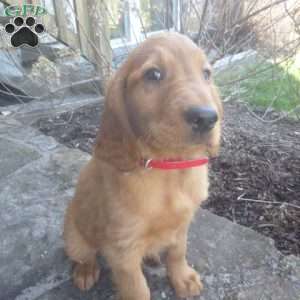 Rowan, Golden Irish Puppy