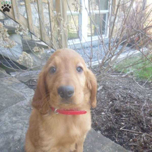 Rowan, Golden Irish Puppy