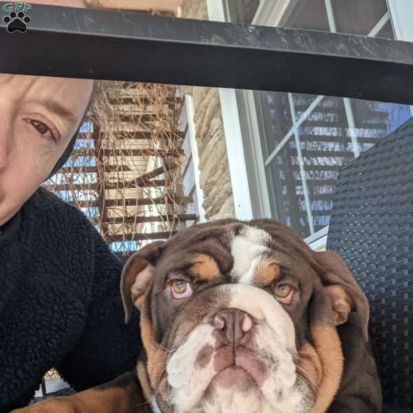 Luna, English Bulldog Puppy