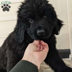 Max, Newfoundland Puppy