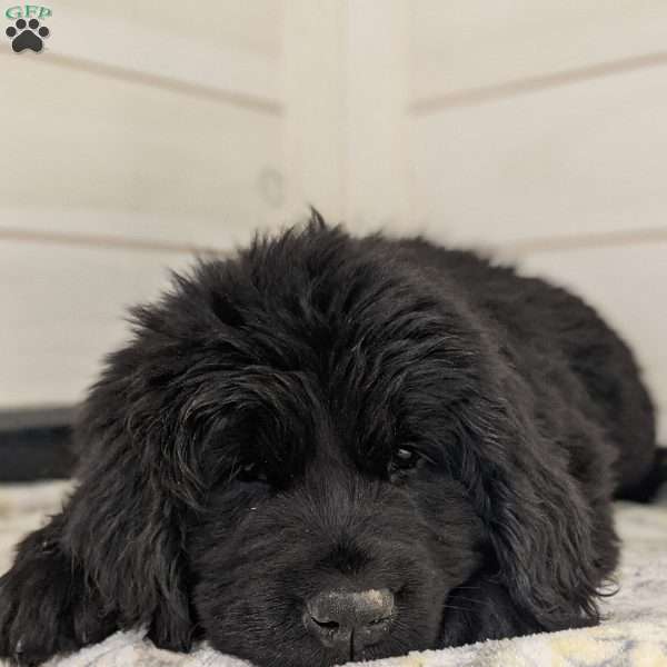 Cici, Newfoundland Puppy