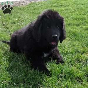 Max, Newfoundland Puppy