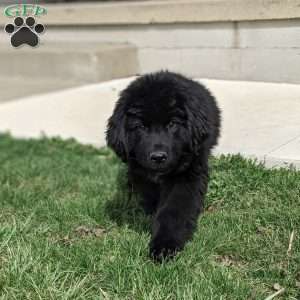 Max, Newfoundland Puppy