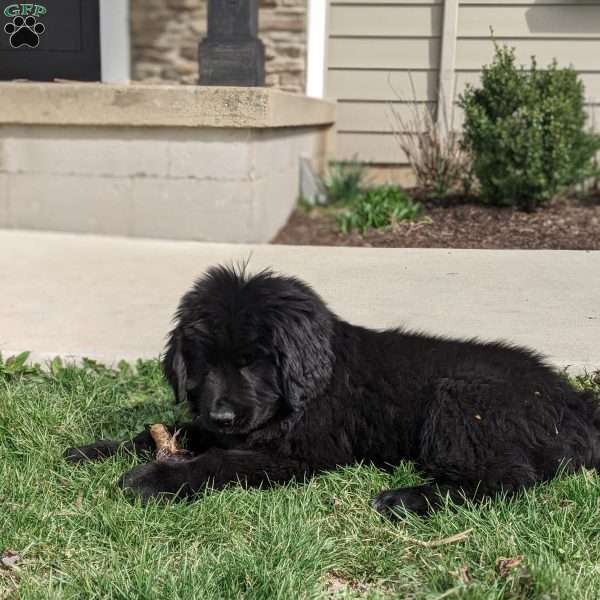 Max, Newfoundland Puppy