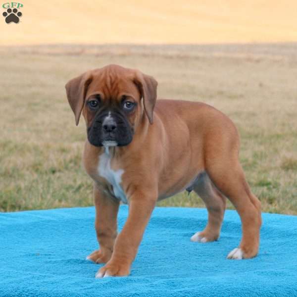 Pace, Boxer Puppy