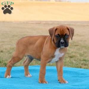 Pace, Boxer Puppy
