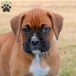 Pace, Boxer Puppy