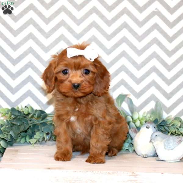 Paige, Cavapoo Puppy