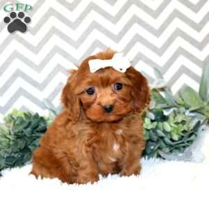 Paige, Cavapoo Puppy