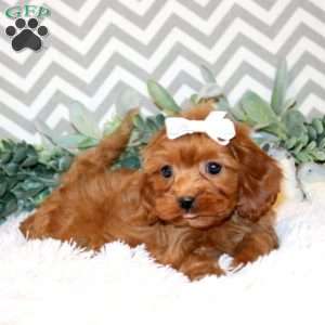 Paige, Cavapoo Puppy