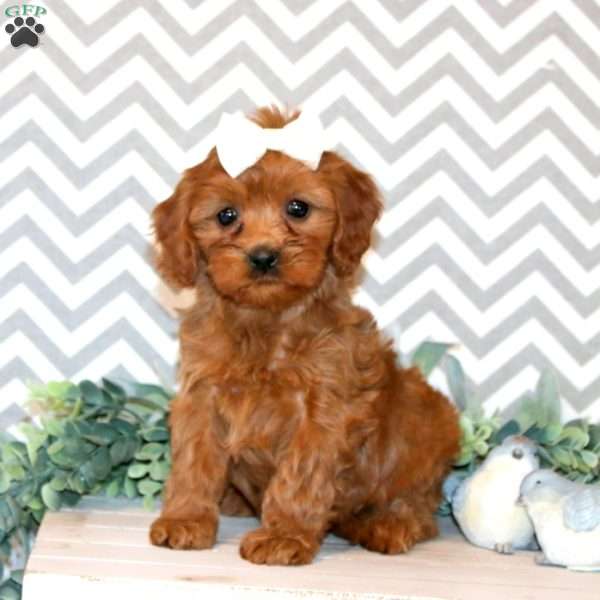 Paisley, Cavapoo Puppy