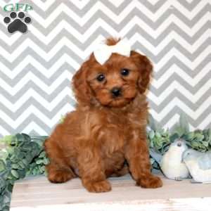 Paisley, Cavapoo Puppy