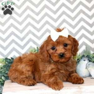 Paisley, Cavapoo Puppy