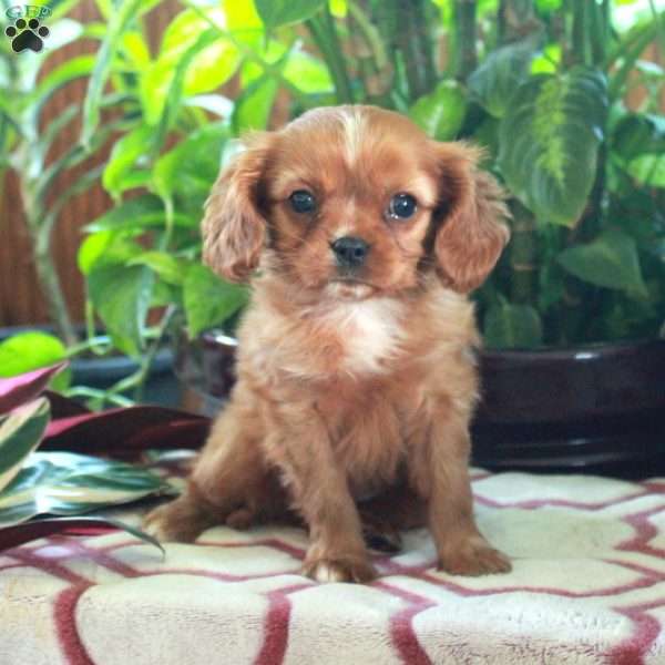 Pansy, Cavalier King Charles Spaniel Puppy