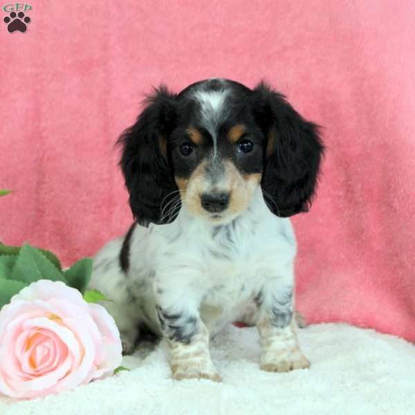 Pansy, Dachshund Puppy
