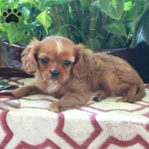 Pansy, Cavalier King Charles Spaniel Puppy