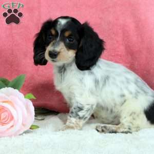 Pansy, Dachshund Puppy