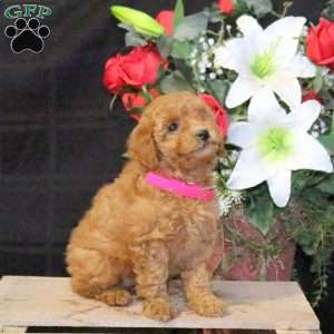 Pansy – F1B, Mini Goldendoodle Puppy