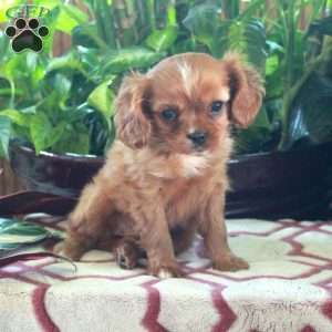 Pansy, Cavalier King Charles Spaniel Puppy