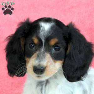 Pansy, Dachshund Puppy