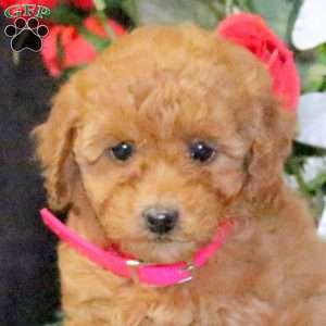 Pansy – F1B, Mini Goldendoodle Puppy