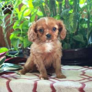 Pansy, Cavalier King Charles Spaniel Puppy