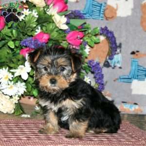 Pansy, Yorkie Puppy